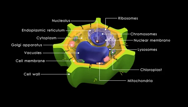 Plantaardige cel diagram — Stockfoto