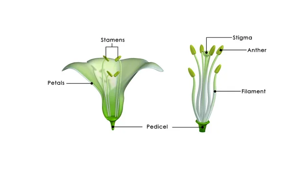 Length of flowers stamen diagram — Stock Photo, Image