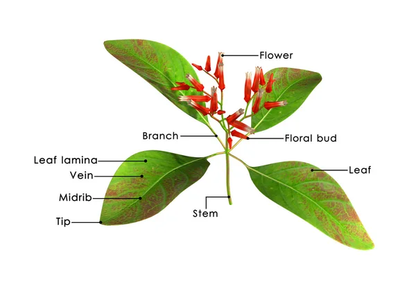 Hamelia plant diagram — Stock Photo, Image