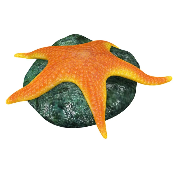 Echinoderms, star fish — Stock Photo, Image