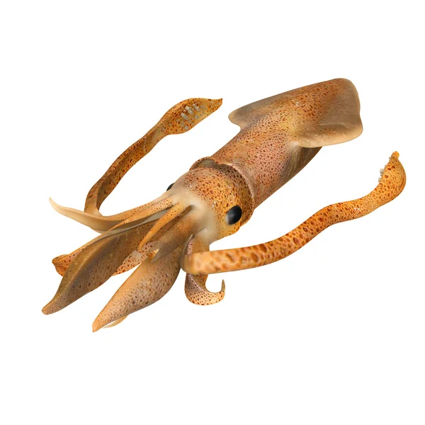 Loligo, myopsid squid — Stockfoto