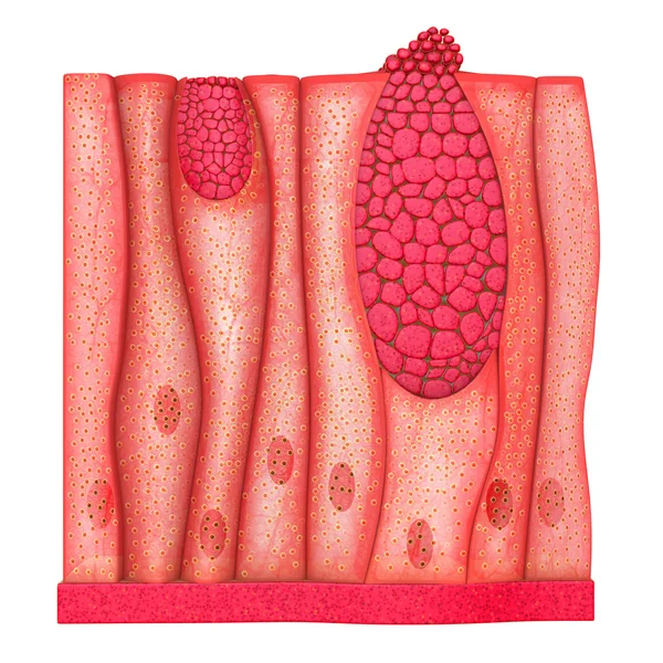 Unicellular Epithelium section — Stock Photo, Image