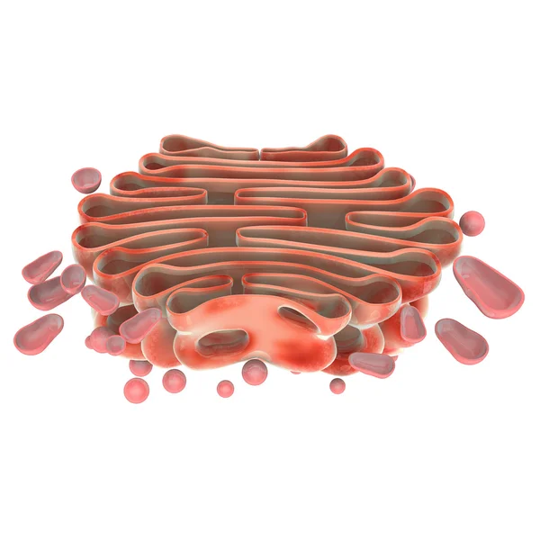 Golgi komplexe Anatomie — Stockfoto