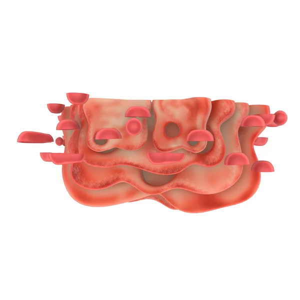 Golgi apparatus anatomy — Stock Photo, Image