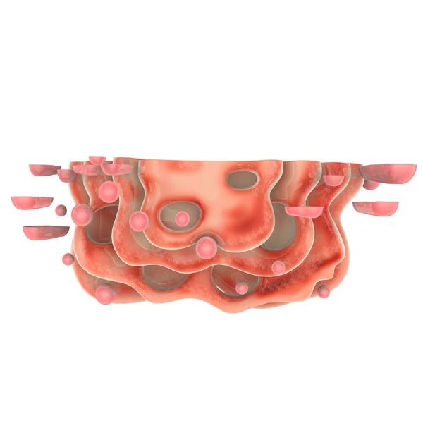 Golgi complex anatomy — Stock Photo, Image