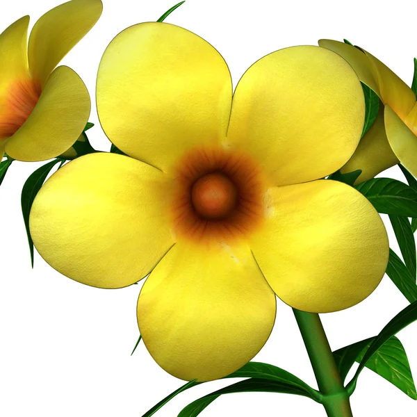 Gamopetalae yellow flowers — Stock Photo, Image