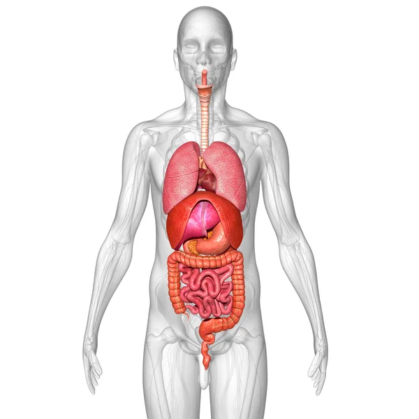 Anatomia narządów ludzkich — Zdjęcie stockowe