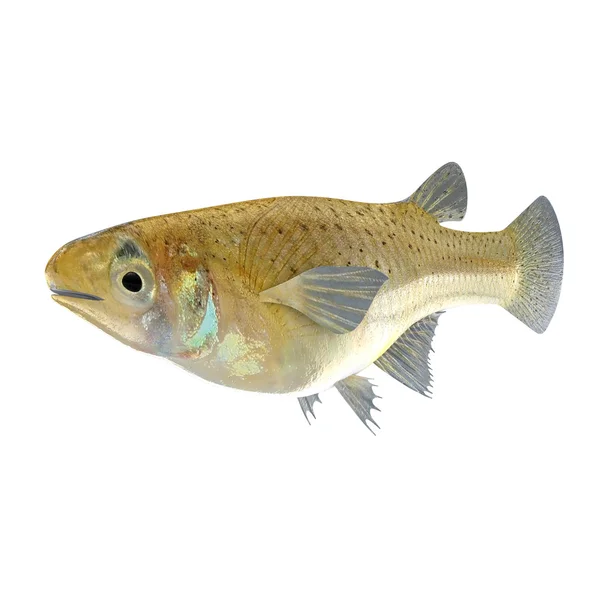 Gambusia riviervis — Stockfoto