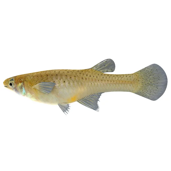 Gambusia riviervis — Stockfoto
