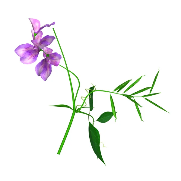 Lathyrus plant met paarse bloemen — Stockfoto