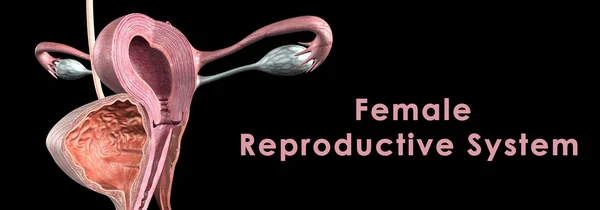 Sistema reprodutor feminino — Fotografia de Stock