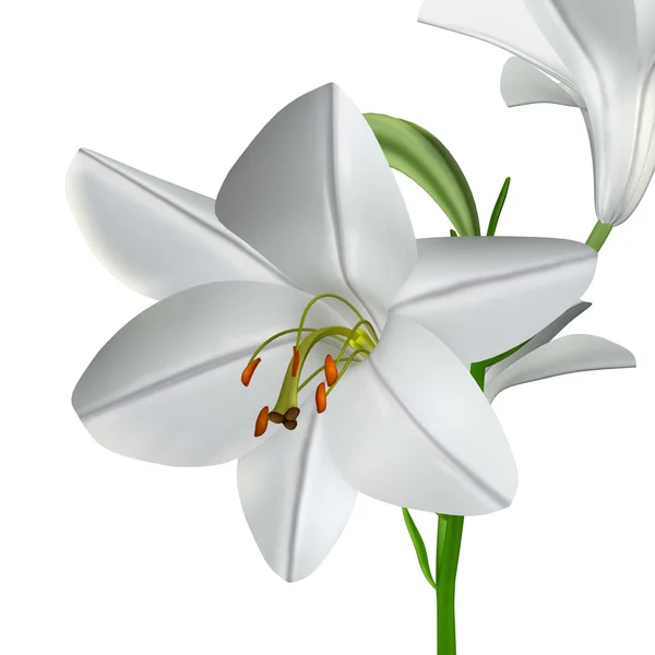 Lilium candidum flowers — Stock Photo, Image