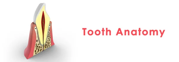 Diş yapısı anatomisi — Stok fotoğraf