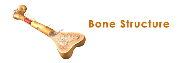 Структура человеческих костей — стоковое фото