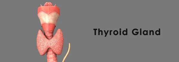 Щитовидна залоза Анатомія — стокове фото