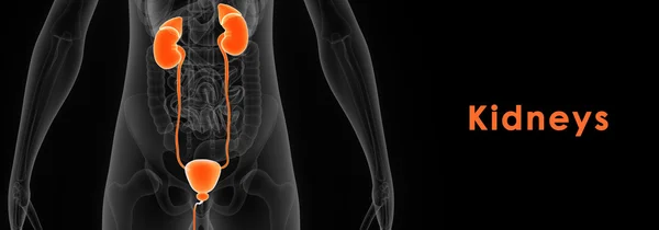 Anatomia człowieka nerki — Zdjęcie stockowe