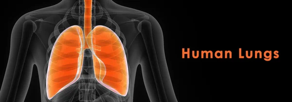 Human Lungs anatomy — Stock Photo, Image