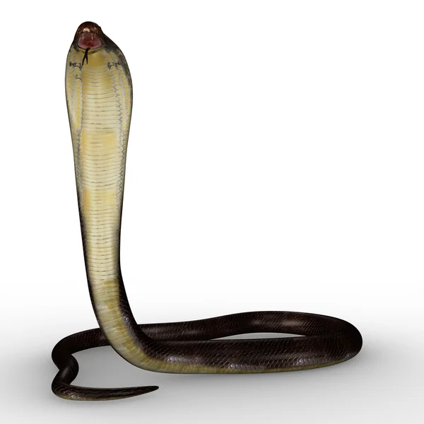 Kral kobra yılanı — Stok fotoğraf