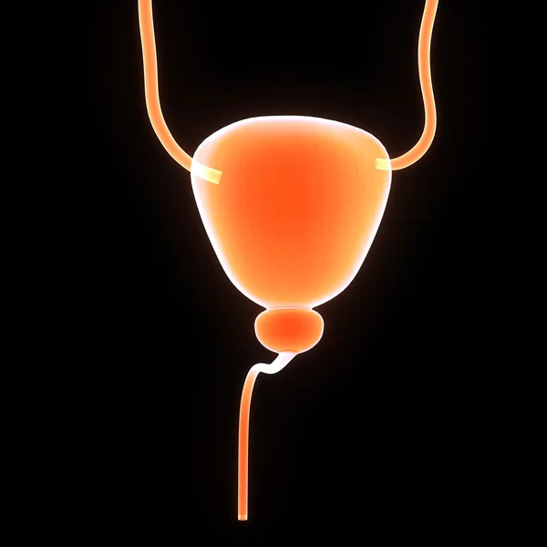 Human Bladder system — Stock Photo, Image