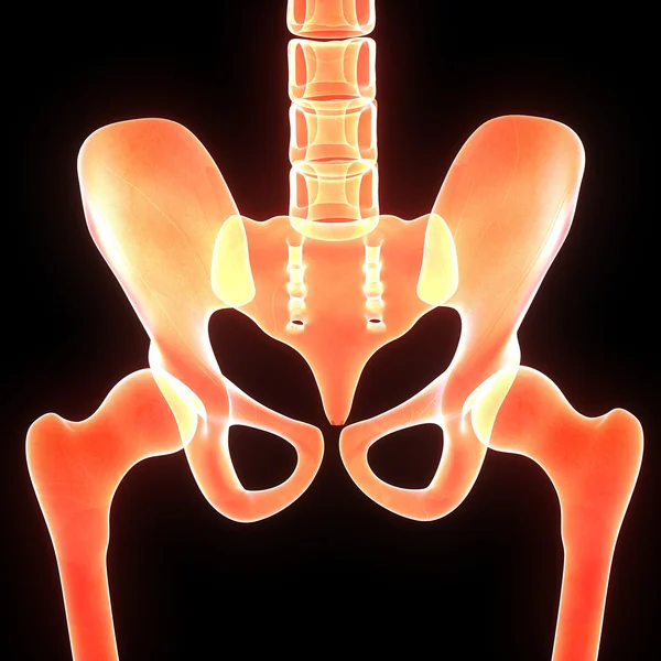 Pelvic hip bones — Stock Photo, Image