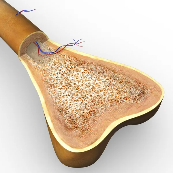 Struktury kości — Zdjęcie stockowe
