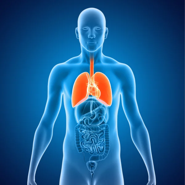 Ludzkie płuca z serca — Zdjęcie stockowe