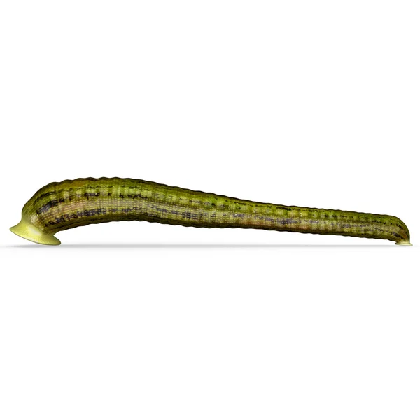 23 Land leech Stock Photos, Land leech Images Depositphotos®
