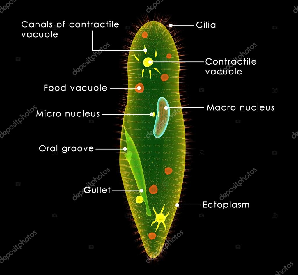 sciencepics