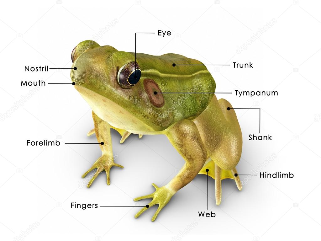 Body Parts Of A Frog Diagram