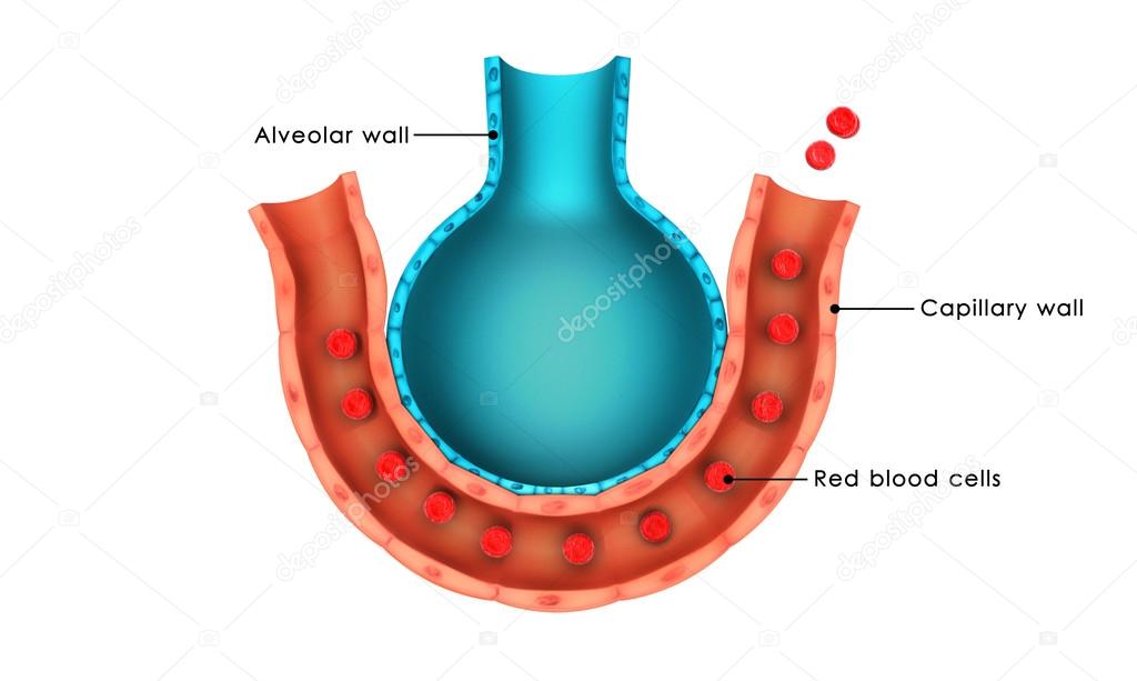 anatomía del alveolo humano 2024