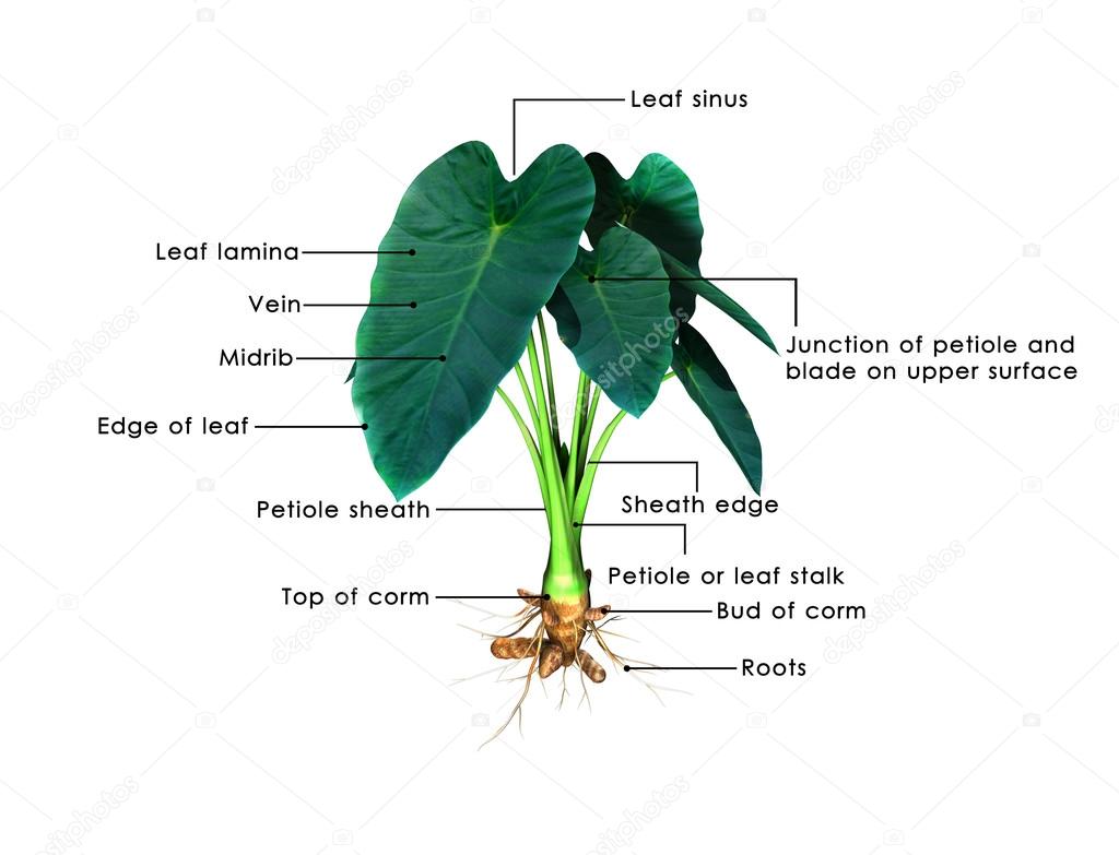 Colocasia plant diagram