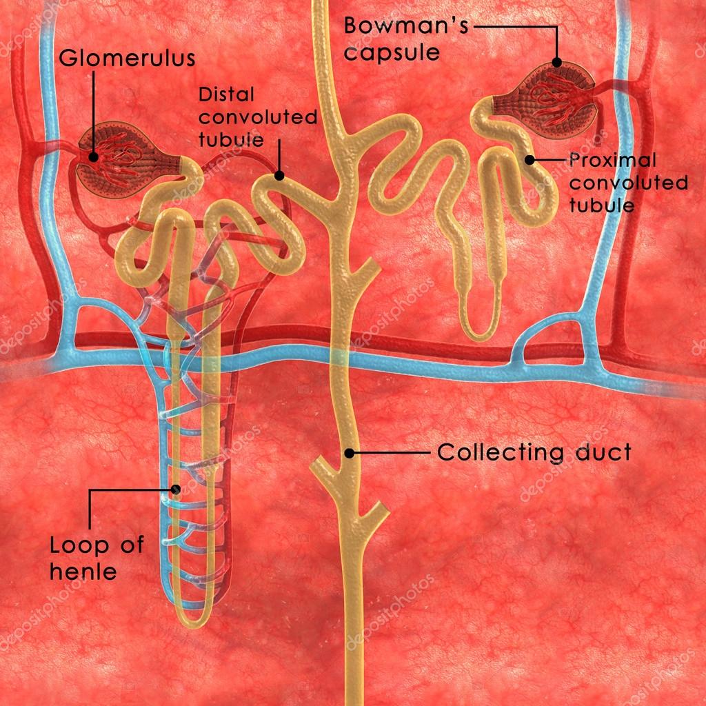 Nephron