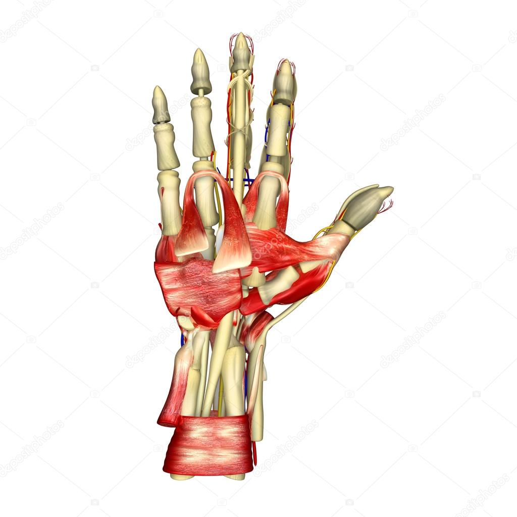 Anatomia mięśni dłoni — Zdjęcie stockowe © sciencepics #73309471