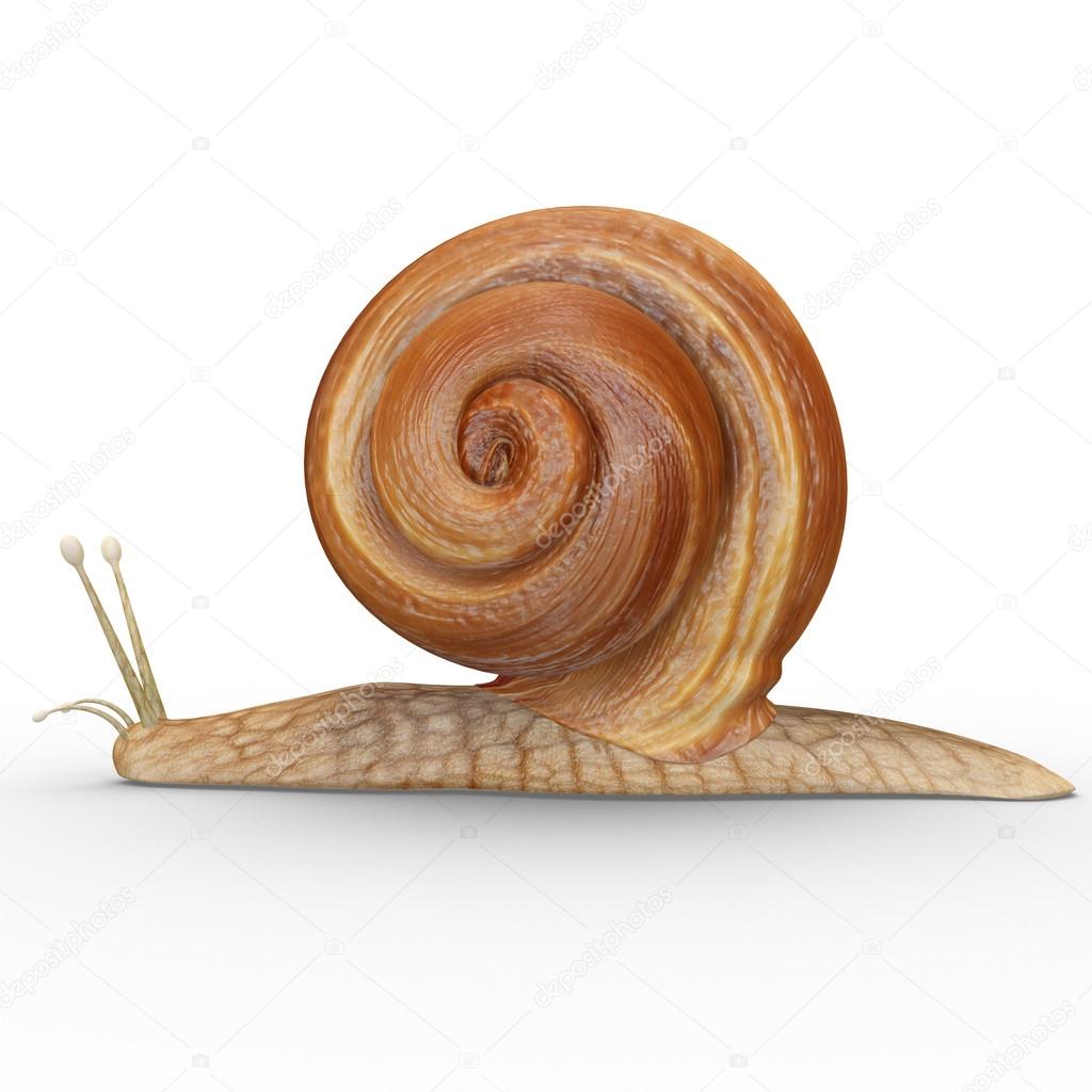 Brown Helix Snail