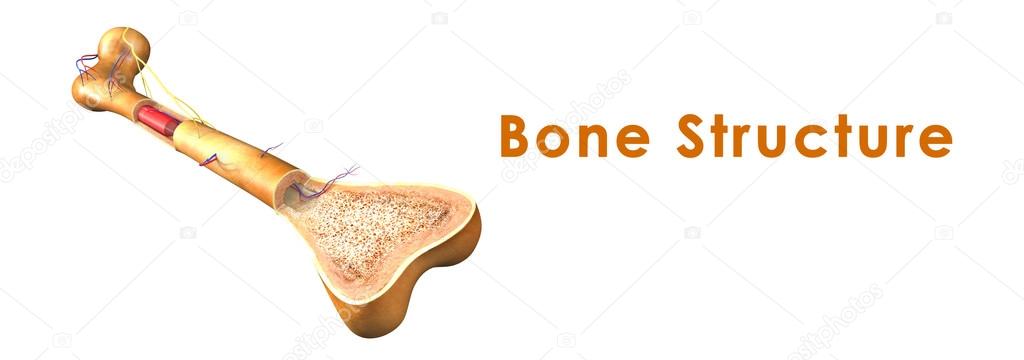 Human Bone structure