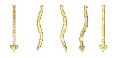 human backbones set