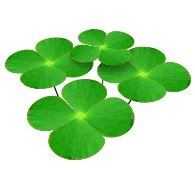 Marsilea yeşil yaprakları
