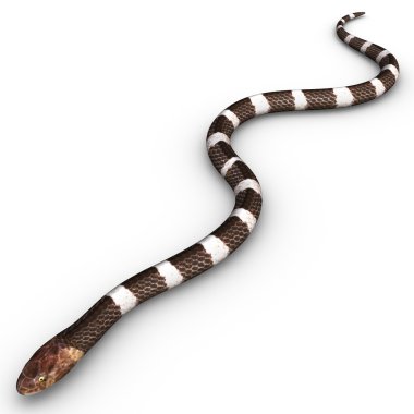 ortak krait yılan