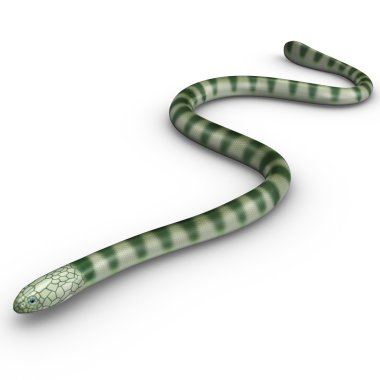 Deniz yılanı Hydrophis