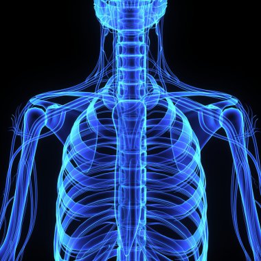 insan göğüs kafesi anatomisi