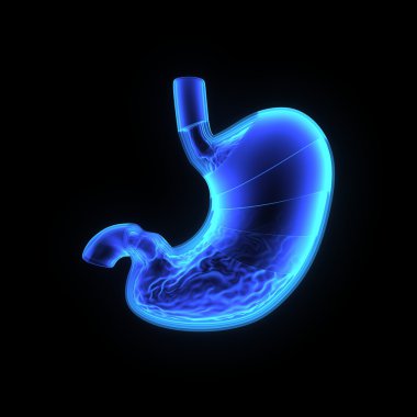 İnsan mide katmanları