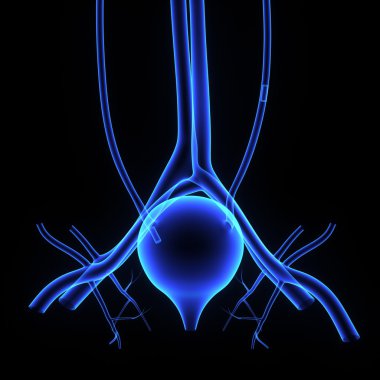 insan Mesane Anatomisi