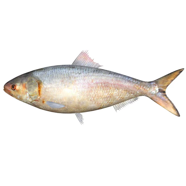 Hilsa hal — Stock Fotó