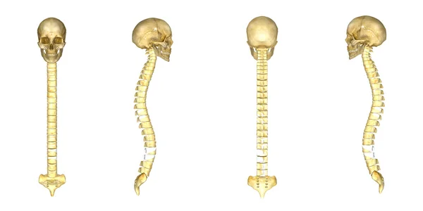 Crânio com anatomia da coluna vertebral — Fotografia de Stock