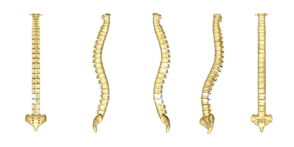 Human backbones set — Stock Photo, Image