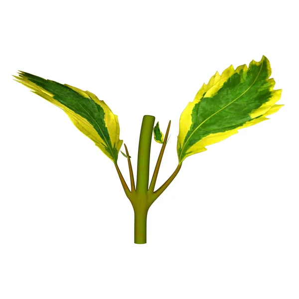 Duranta green yellow leaves — Stock Photo, Image