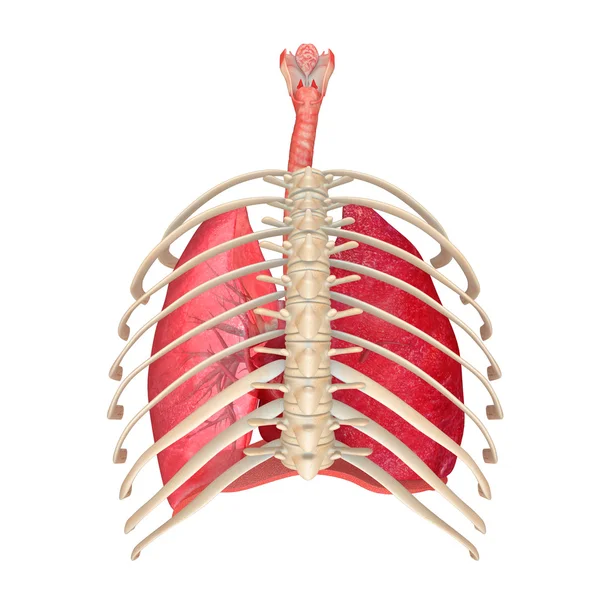 Menschliches Atemsystem — Stockfoto