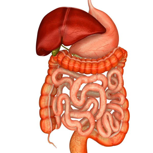 Sistema digestivo humano — Foto de Stock