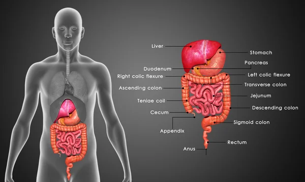 Sistema digestivo humano — Fotografia de Stock