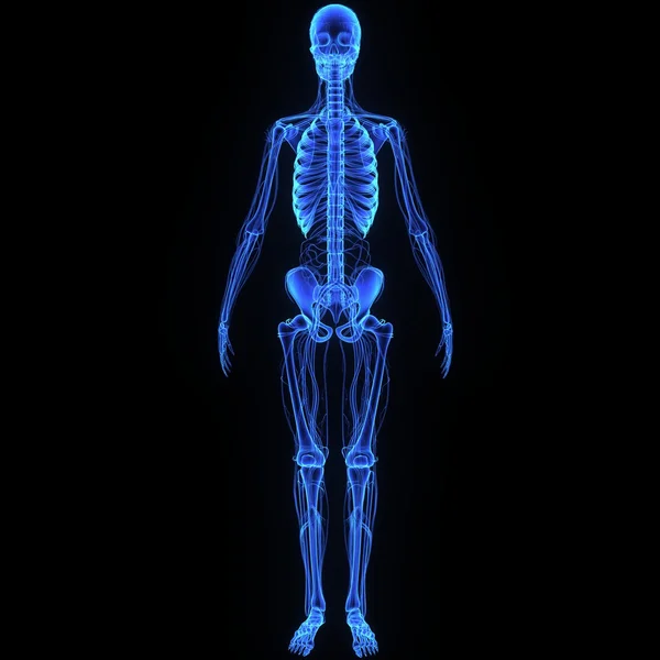 Skeleton with circulatory system — Stock Photo, Image